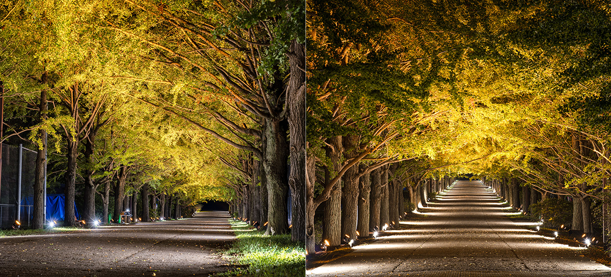 国営昭和記念公園 東京カメラ部 秋の夜散歩19 黄葉紅葉まつり